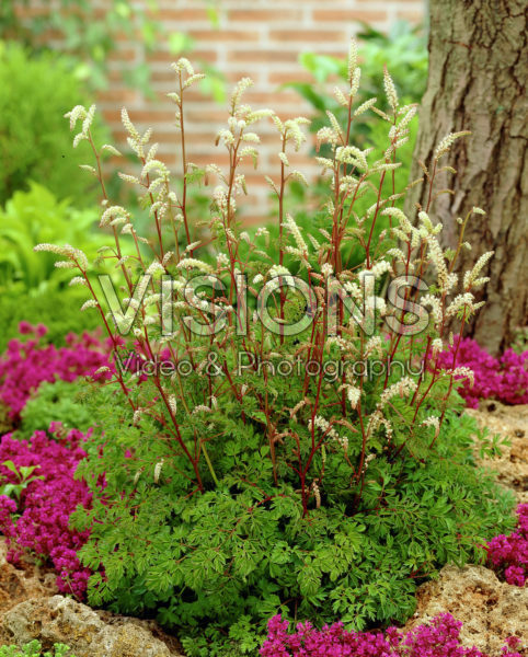 Aruncus aethusifolius