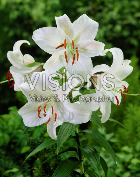 Lilium Casa Blanca Lilium Casa Blanca