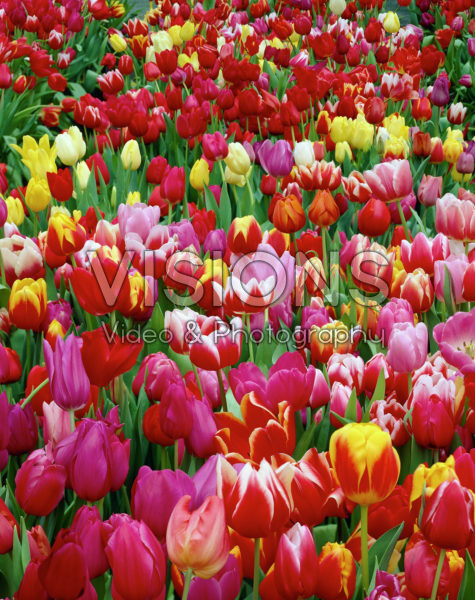 Tulipa mixed Tulipa mixed
