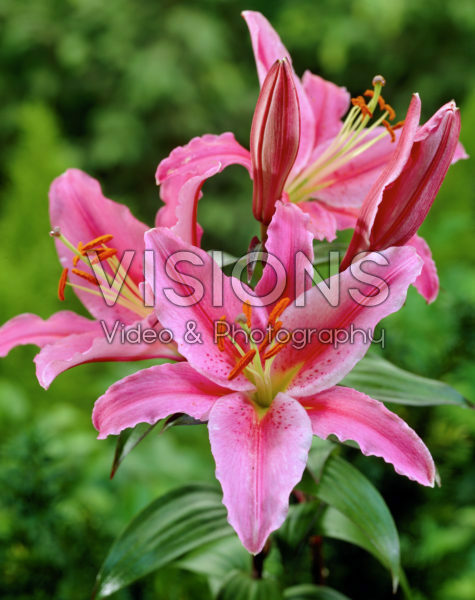 Lilium Acapulco Lilium Acapulco