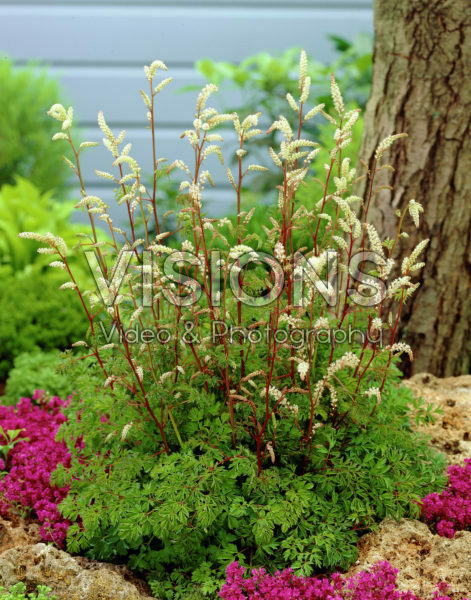 Aruncus aethusifolius Aruncus aethusifolius