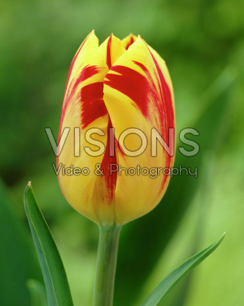 Tulipa Washington Tulipa Washington