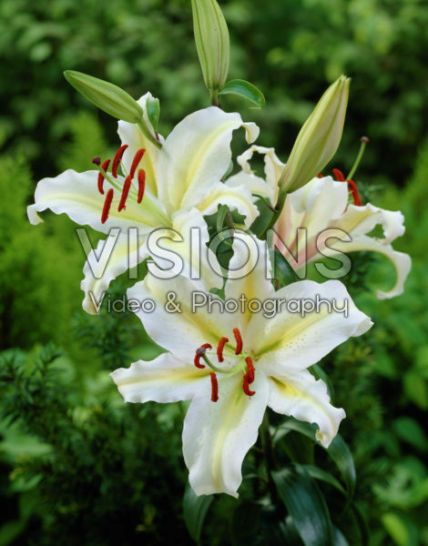 Lilium Starlight