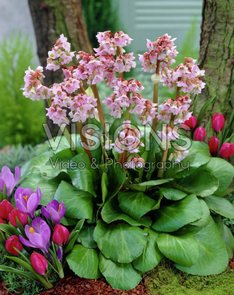 Bergenia Baby Doll Bergenia Baby Doll