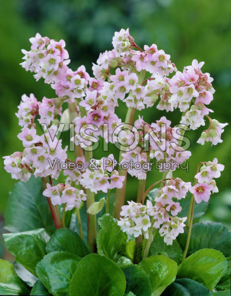 Bergenia Baby Doll Bergenia Baby Doll