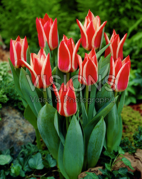 Tulipa Pinocchio