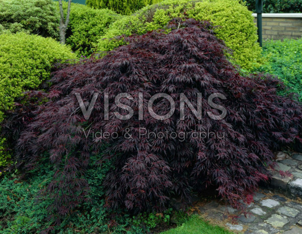 Acer Palmatum Nigrum Acer Palmatum Nigrum