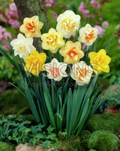 Narcissus double mixed