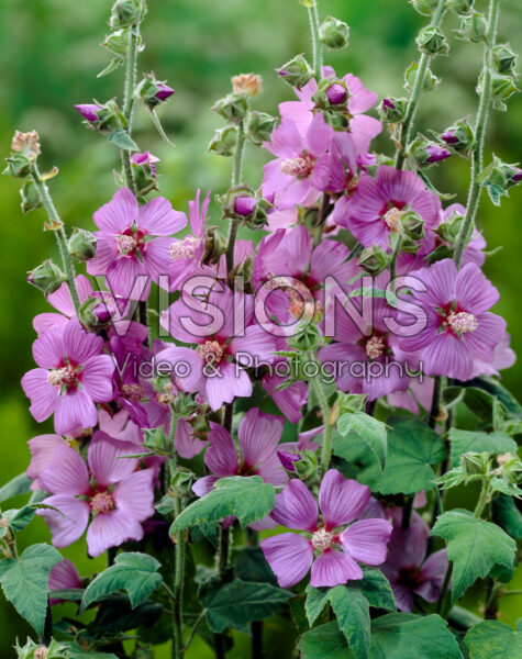 Lavatera Lilac Lady Lavatera Lilac Lady
