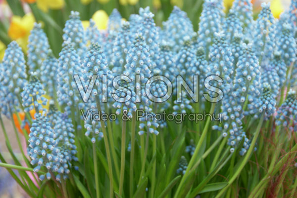 Muscari blauw Muscari blauw