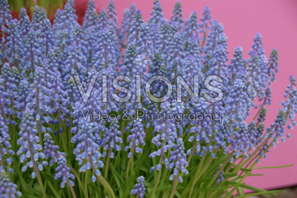Muscari blauw Muscari blauw