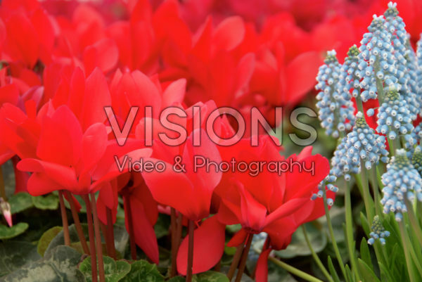 Cyclamen Cyclamen