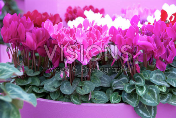 Cyclamen gemengd Cyclamen gemengd