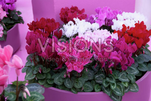 Cyclamen gemengd Cyclamen gemengd