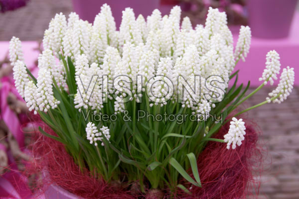 Muscari wit Muscari wit