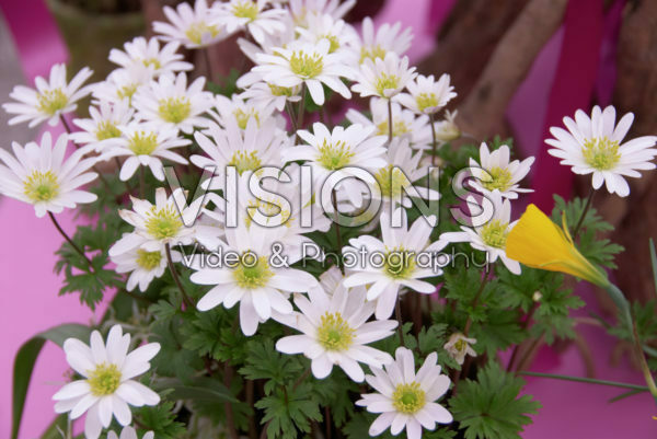 Anemone blanda White Splendour Anemone blanda White Splendour