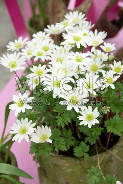 Anemone blanda White Splendour Anemone blanda White Splendour