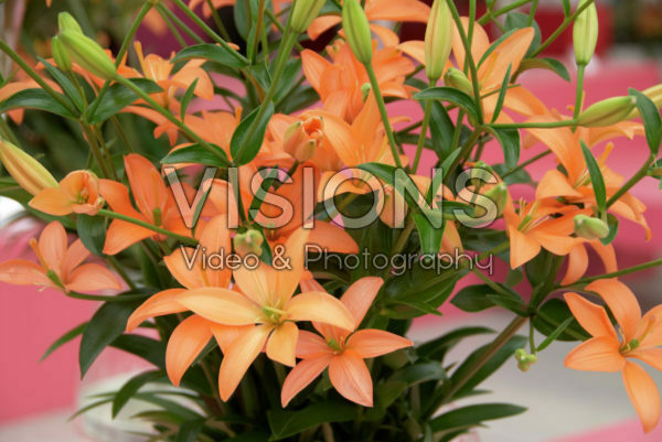 Lelie oranje Lelie oranje