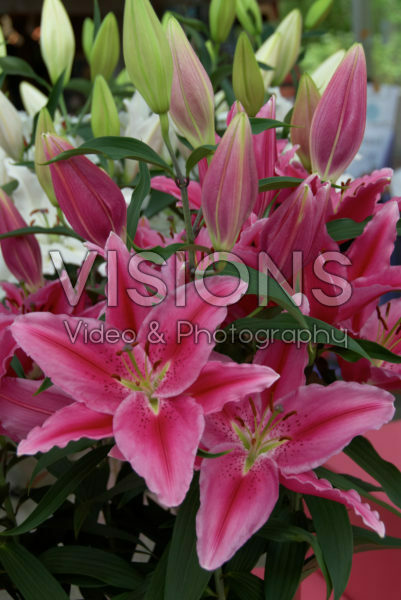 Lilium roze Lilium roze