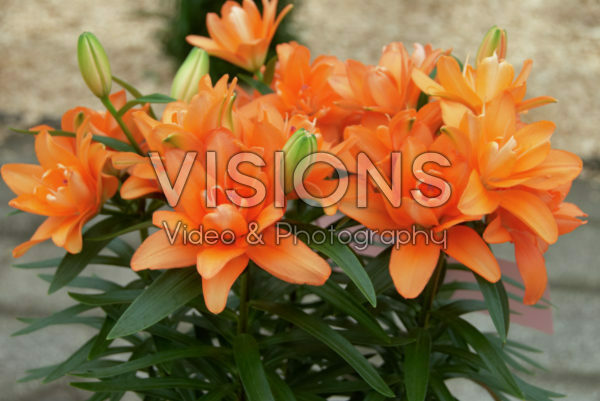 Lilium Tiny Double You ® Lilium Tiny Double You ®