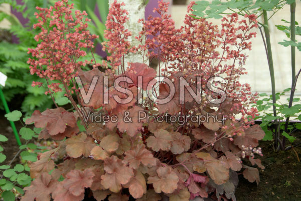 Heuchera Heuchera