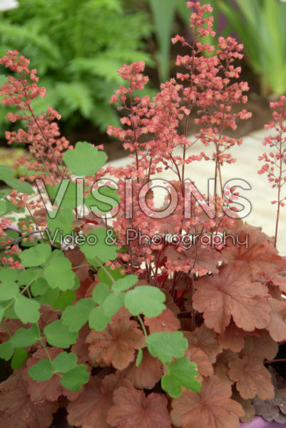 Heuchera Heuchera