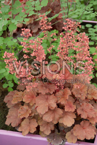 Heuchera Heuchera