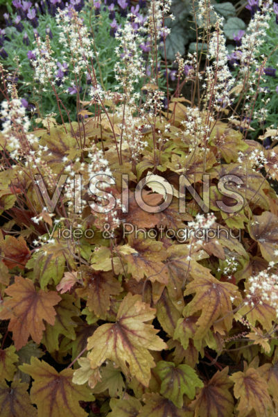 Heuchera Sweet Tea Heuchera Sweet Tea