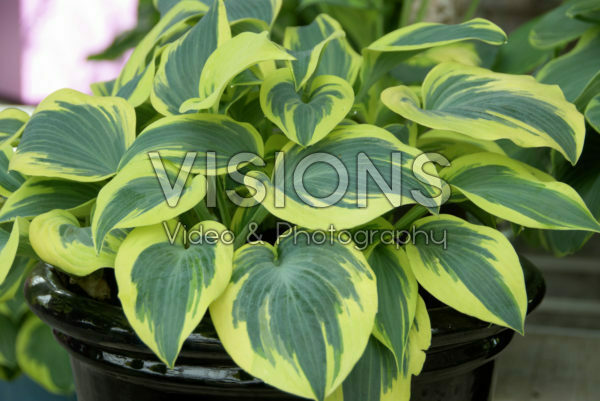 Hosta Hosta