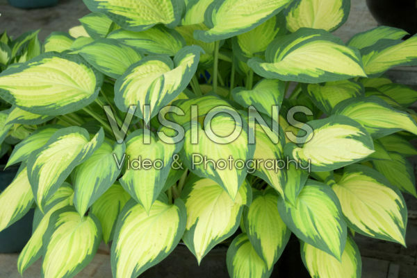 Hosta Hosta