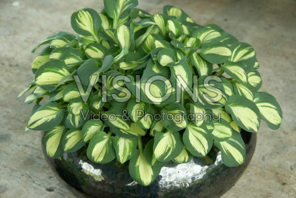 Hosta Snow Mouse Hosta Snow Mouse