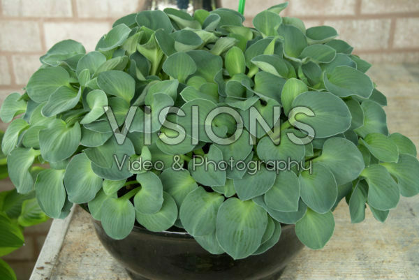 Hosta Blue Mouse Ears Hosta Blue Mouse Ears