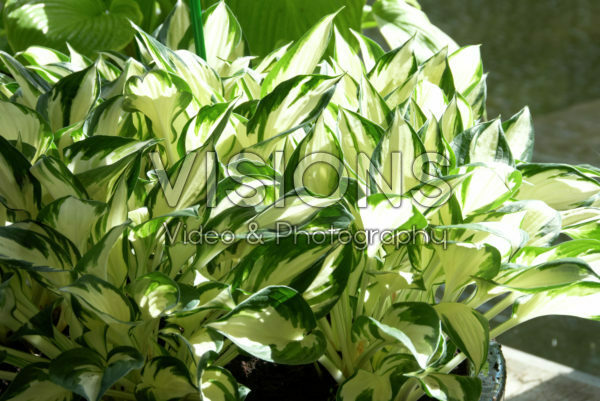 Hosta Hosta