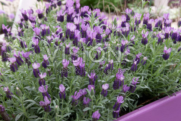 Lavandula stoechas Anouk Lavandula stoechas Anouk
