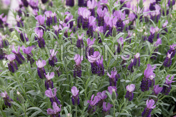 Lavandula stoechas Anouk Lavandula stoechas Anouk