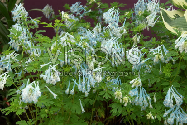 Corydalis Craigton Blue Corydalis Craigton Blue