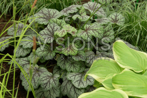 Heuchera Pinot Gris Heuchera Pinot Gris