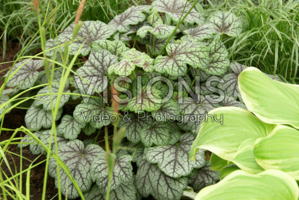 Heuchera Pinot Gris Heuchera Pinot Gris
