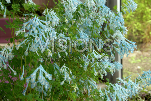 Corydalis Craigton Blue Corydalis Craigton Blue