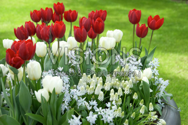 Lente bloeiers Lente bloeiers