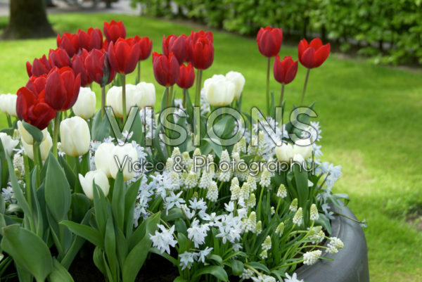Lente bloeiers Lente bloeiers