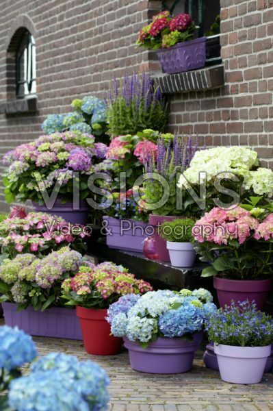 Hydrangea collectie