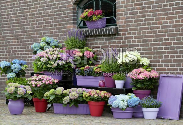 Hydrangea collection