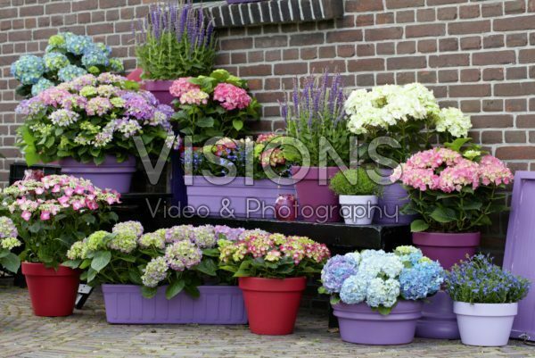 Hydrangea collectie