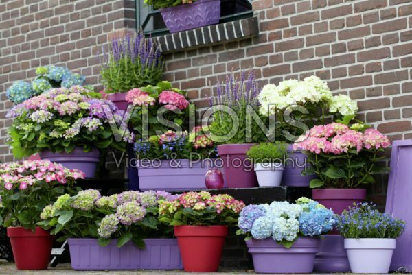 Hydrangea collection