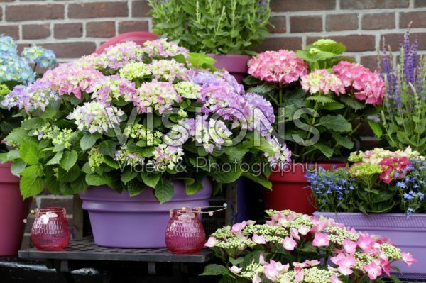 Hydrangea collectie