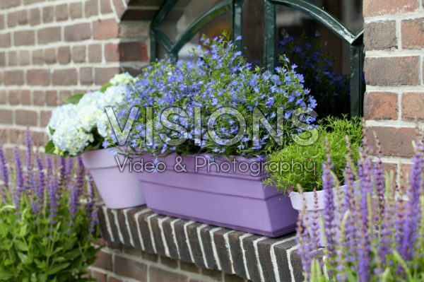 Lobelia, Hydrangea