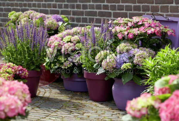 Hydrangea collectie