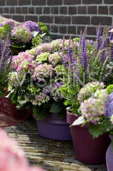 Hydrangea, Salvia