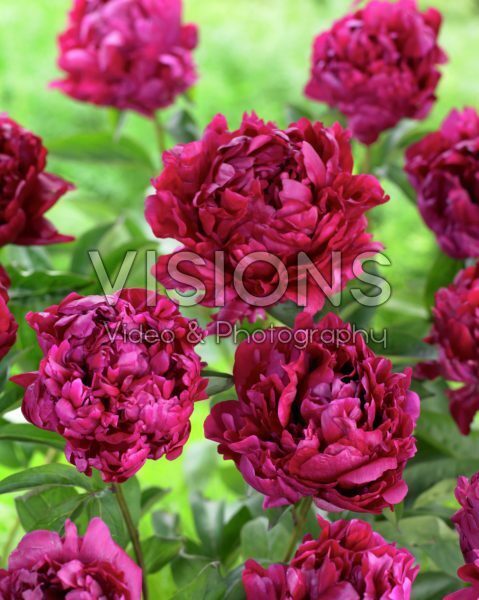 Paeonia Censation™ Lady in Red Paeonia Censation™ Lady in Red